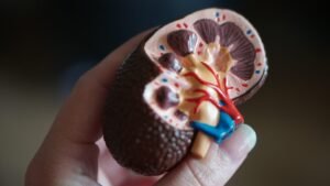 kidney tubuloids