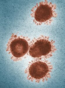 Herpes Virus